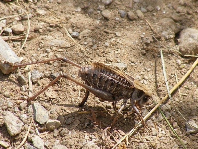 Ovodeposizione Decticus verrucivorus